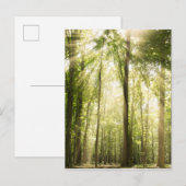 Sonnenstrahlen durch Treetops Postkarte (Vorne/Hinten)