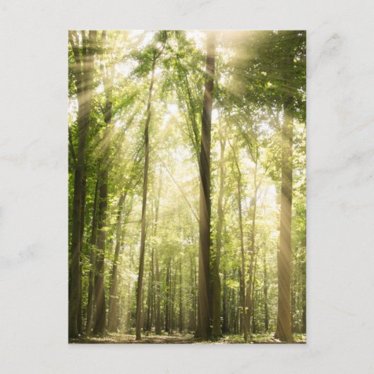 Sonnenstrahlen durch Treetops Postkarte (Vorderseite)