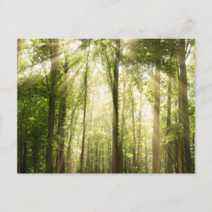 Sonnenstrahlen durch Treetops Postkarte