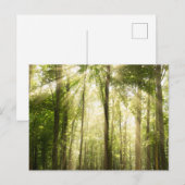 Sonnenstrahlen durch Treetops Postkarte (Vorne/Hinten)