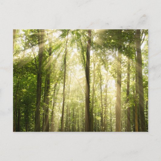 Sonnenstrahlen durch Treetops Postkarte (Vorderseite)