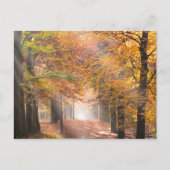 Sonnenstrahlen im Herbst Postkarte (Vorderseite)