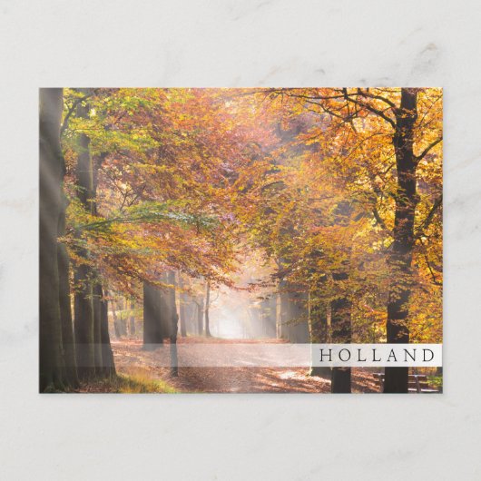 Sonnenstrahlen im Herbstwald, Holland Bar Postkart Postkarte (Vorderseite)