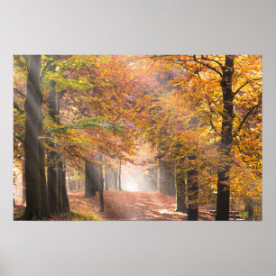 Sonnenstrahlen im Herbstwald Poster