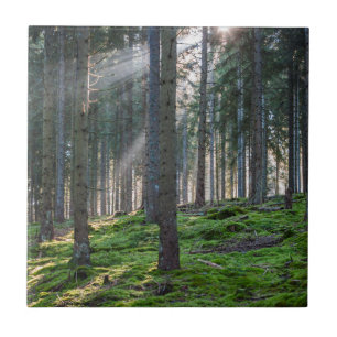 Sonnenstrahlen im Schwarzwald Fliese