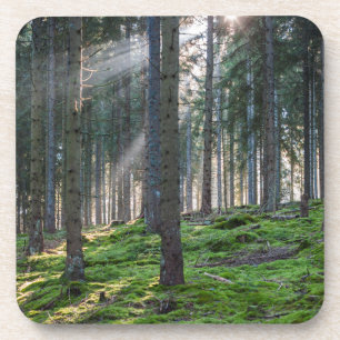Sonnenstrahlen im Schwarzwald Getränkeuntersetzer
