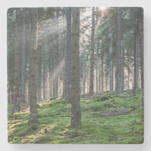 Sonnenstrahlen im Schwarzwald Steinuntersetzer