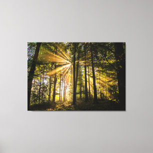 Sonnenstrahlen im verzauberten Wald 1 Leinwanddruck