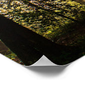 Sonnenstrahlen im verzauberten Wald 1 Poster (Ecke)