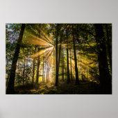 Sonnenstrahlen im verzauberten Wald 1 Poster (Vorne)