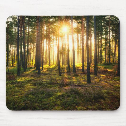 Sonnenstrahlen leuchten im Kiefernwald Mousepad (Vorne)