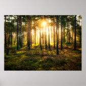 Sonnenstrahlen leuchten im Kiefernwald Poster (Vorne)