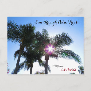 Sonnenstrahlen Palmen Palmen Florida Postkarte