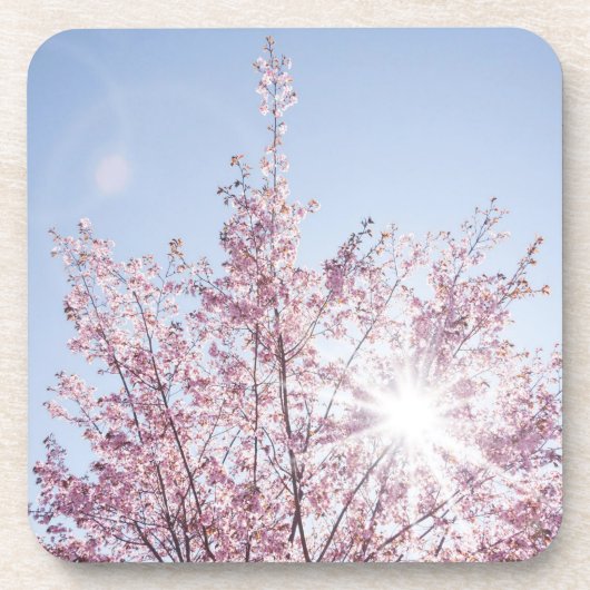 Sonnenstrahlen passieren durch rosa Blume eines Ba Getränkeuntersetzer (Vorderseite)