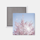 Sonnenstrahlen passieren durch rosa Blume eines Ba Magnet (Vorderseite/Rückseite)