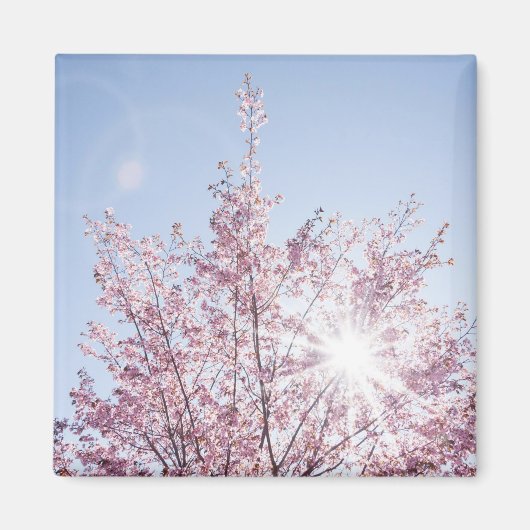 Sonnenstrahlen passieren durch rosa Blume eines Ba Magnet (Vorne)