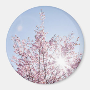 Sonnenstrahlen passieren durch rosa Blume eines Ba Magnet