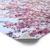 Sonnenstrahlen passieren durch rosa Blume eines Ba Poster (Ecke)