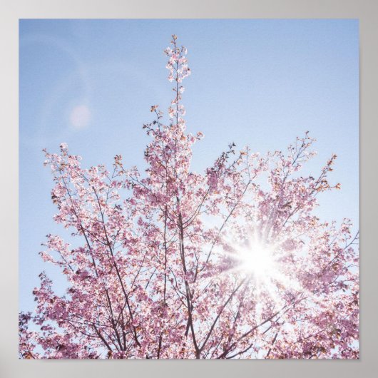 Sonnenstrahlen passieren durch rosa Blume eines Ba Poster (Vorne)