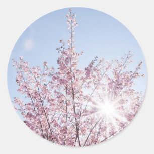 Sonnenstrahlen passieren durch rosa Blume eines Ba Runder Aufkleber