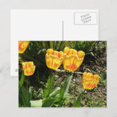 Sonnenstrahlen Postkarte (Vorne/Hinten)