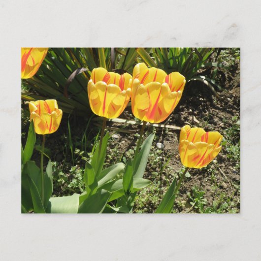 Sonnenstrahlen Postkarte (Vorderseite)