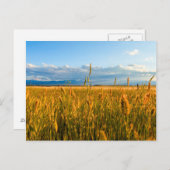 Sonnenstrahlen über Weizenfeld mit Bergen Postkarte (Vorne/Hinten)