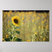 Sonnentag Poster (Vorne)