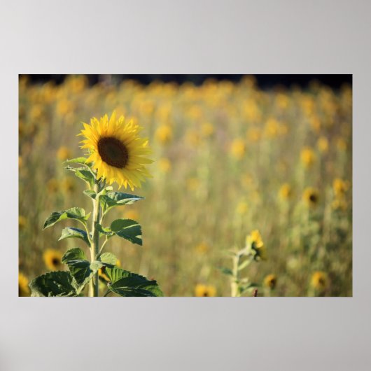 Sonnentag Poster (Vorne)