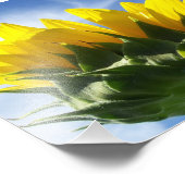 Sonnentag Sonnenblumen Foto (Ecke)