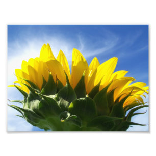 Sonnentag Sonnenblumen Foto