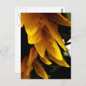 Sonnentropfen Postkarte (Vorne/Hinten)