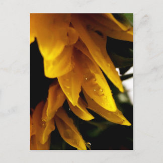 Sonnentropfen Postkarte