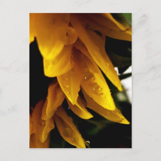 Sonnentropfen Postkarte (Vorderseite)