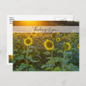 Sonnenuntergang am Sonnenblumenfeld denken Sie an  Postkarte (Vorne/Hinten)