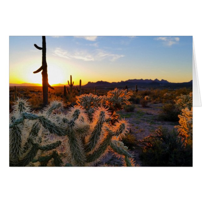 Sonnenuntergang Arizona Sonoran Wüste mit Saguaro  (Vorderseite (Horizontal))