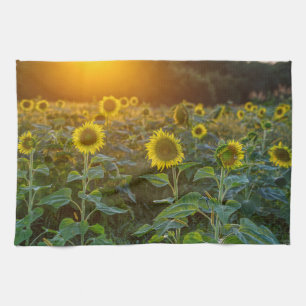 Sonnenuntergang auf dem Sonnenblumenfeld Geschirrtuch