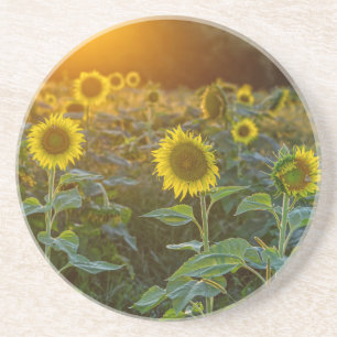 Sonnenuntergang auf dem Sonnenblumenfeld Getränkeuntersetzer