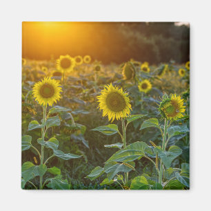 Sonnenuntergang auf dem Sonnenblumenfeld Magnet