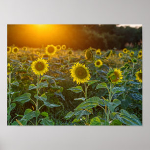 Sonnenuntergang auf dem Sonnenblumenfeld Poster