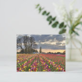 Sonnenuntergang auf der Tulip Farm Postkarte (Stehend Vorderseite)