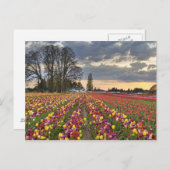 Sonnenuntergang auf der Tulip Farm Postkarte (Vorne/Hinten)