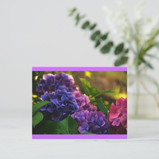 Sonnenuntergang auf Hydrangeas Postkarte (Stehend Vorderseite)