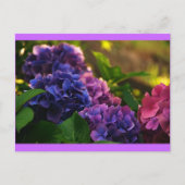Sonnenuntergang auf Hydrangeas Postkarte (Vorderseite)