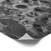 Sonnenuntergang aus Schwarz und Weiß in einem Feld Poster (Ecke)