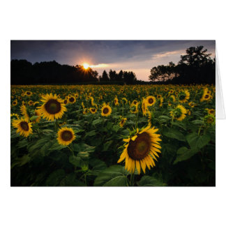 Sonnenuntergang-Blume