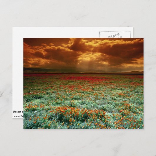 Sonnenuntergang der Wüste auf einem Feld von Kalif Postkarte (Vorne/Hinten)