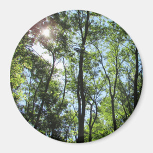 Sonnenuntergang durch das Baummagazin Magnet