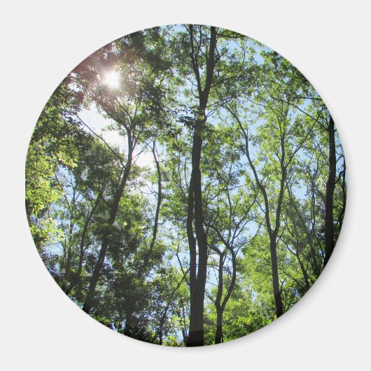 Sonnenuntergang durch das Baummagazin Magnet (Vorne)