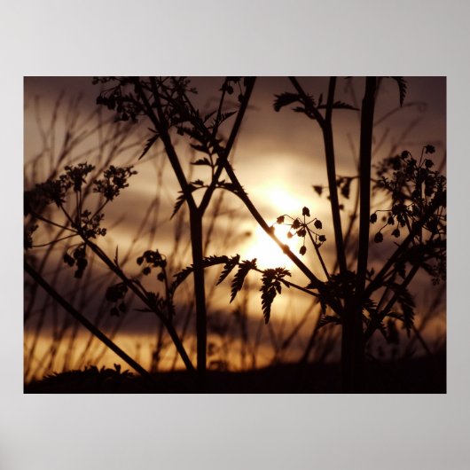 Sonnenuntergang durch das Gras Poster (Vorne)